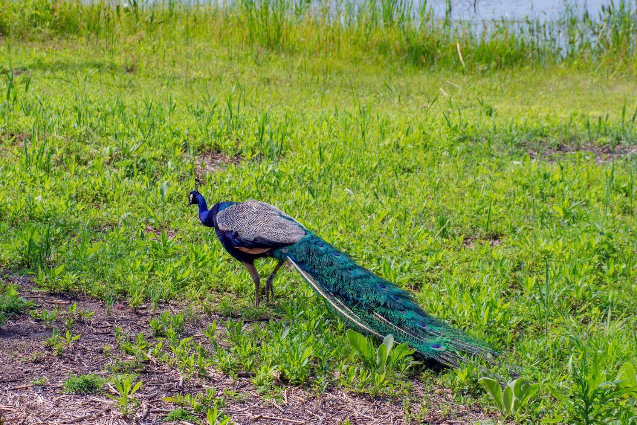 Lakeview & Wildlife Au Gres Kültér fotó